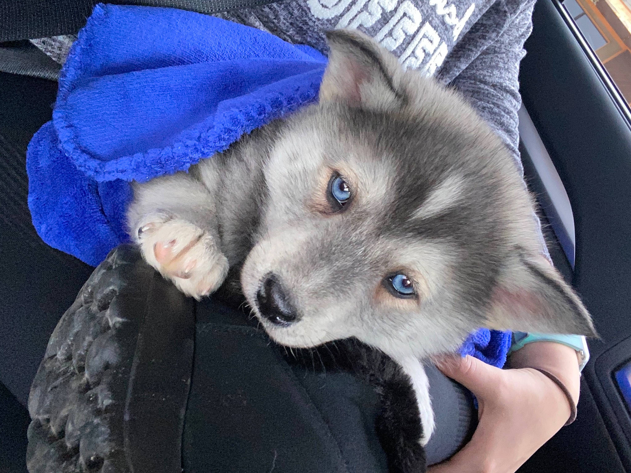 Grace is registered to the contest to win money with this photo: blue, canidae, canis, carnivore, companion_dog, dog, dog_breed, electric_blue, fawn, felidae, fur, fur_clothing, siberian_husky, small_to_medium_sized_cats, snout, spitz, sporting_group, whiskers, wolf, working_animal