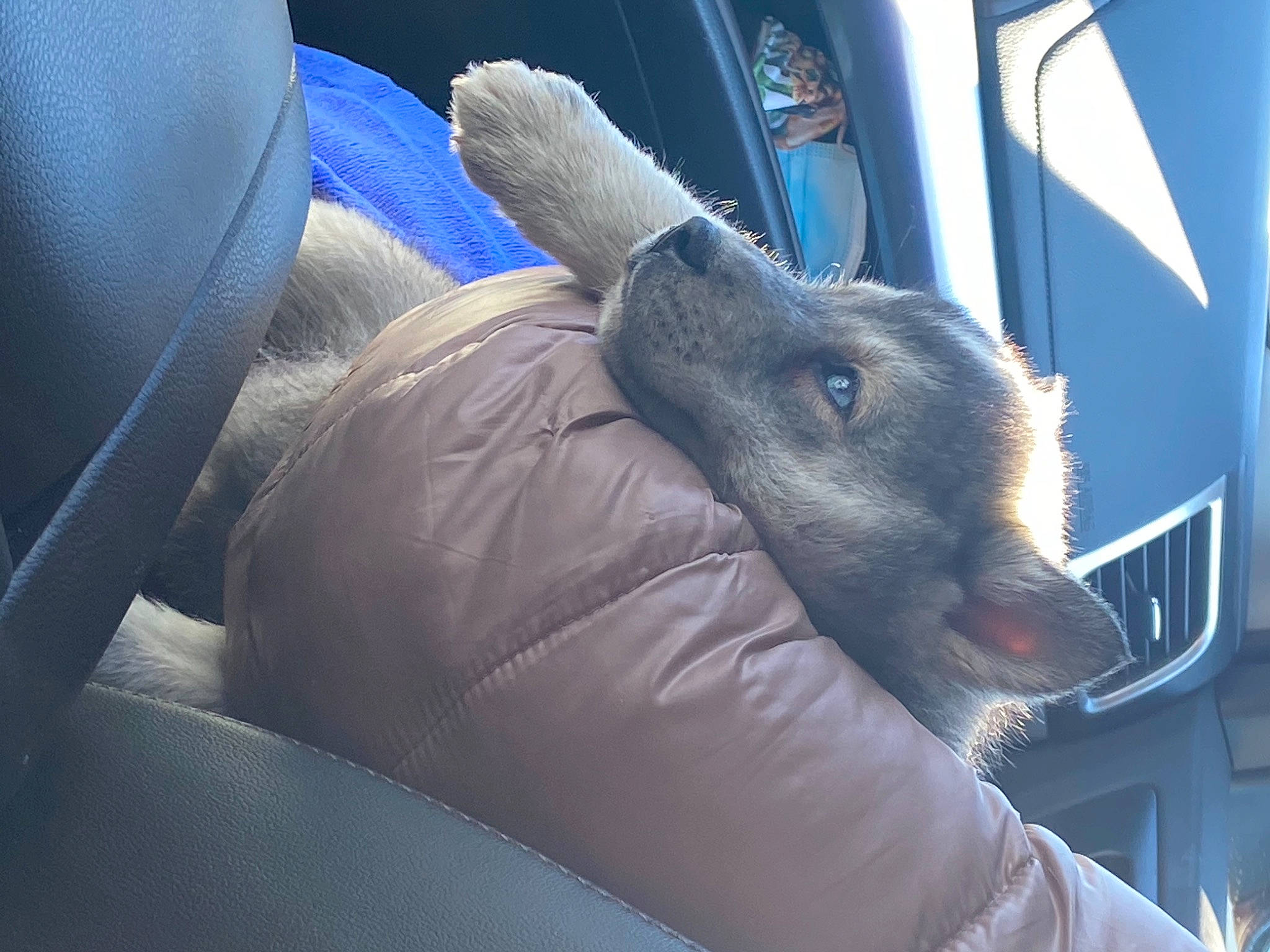 Grace joined the competition — help win amazing prizes! auto_part, automotive_exterior, automotive_wheel_system, car, car_seat, electric_blue, family_car, goat_antelope, hood, human_leg, livestock, luxury_vehicle, personal_luxury_car, snout, steering_part, steering_wheel, vehicle, vehicle_door, window, windshield