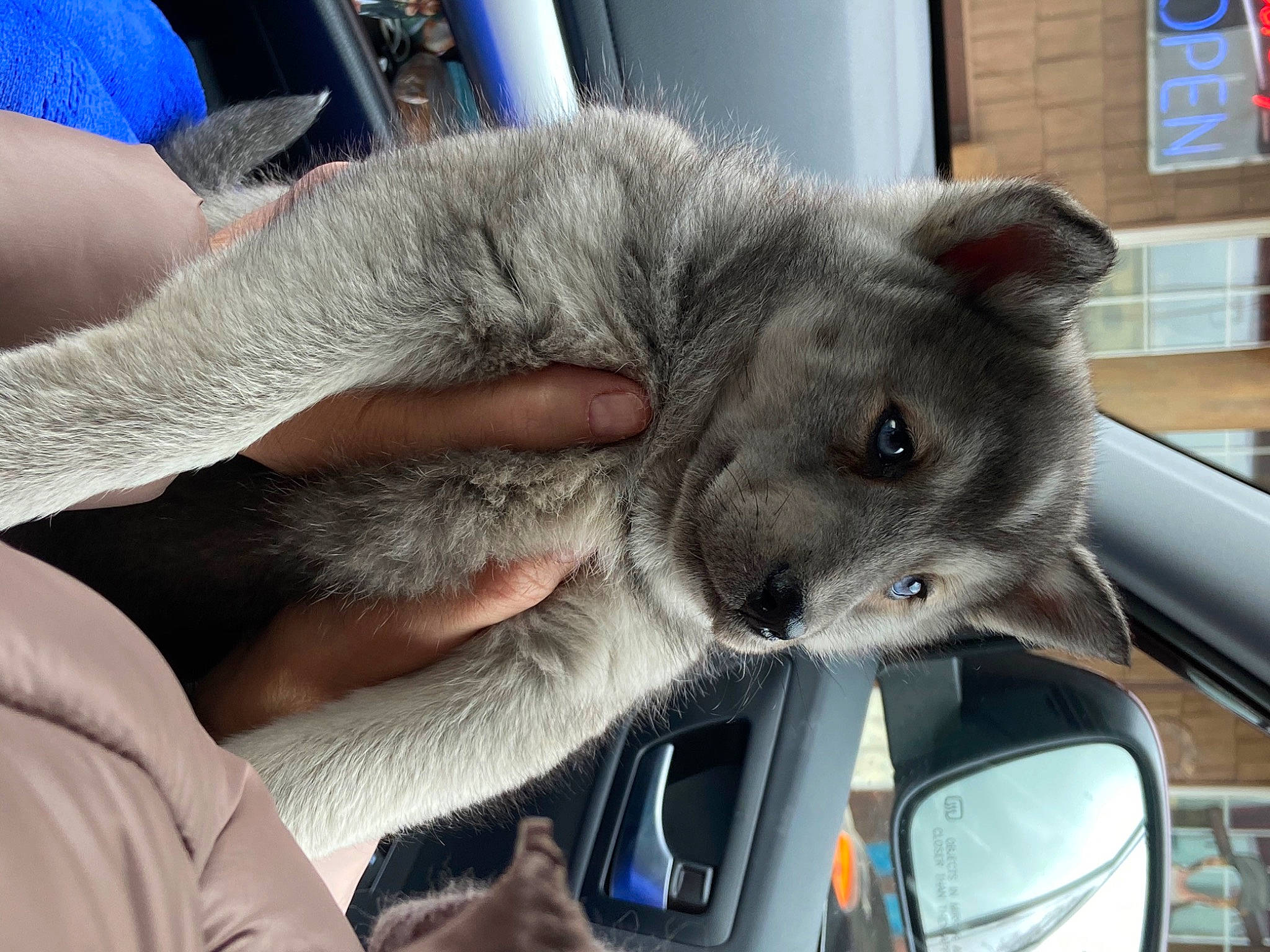 Grace joined the competition — help win amazing prizes! automotive_mirror, automotive_side_view_mirror, blue, car, cat, domestic_short_haired_cat, family_car, felidae, fur, gesture, koala, marsupial, mirror, rear_view_mirror, russian_blue, small_to_medium_sized_cats, snout, vehicle, whiskers, windshield