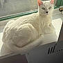 cat, white_cat, green_eyes, windowsill, sunlight, indoor, pet, feline, animal, resting, looking_at_camera, window, fur, domestic_cat, cute, relaxed, closeup, whiskers, tail, ears