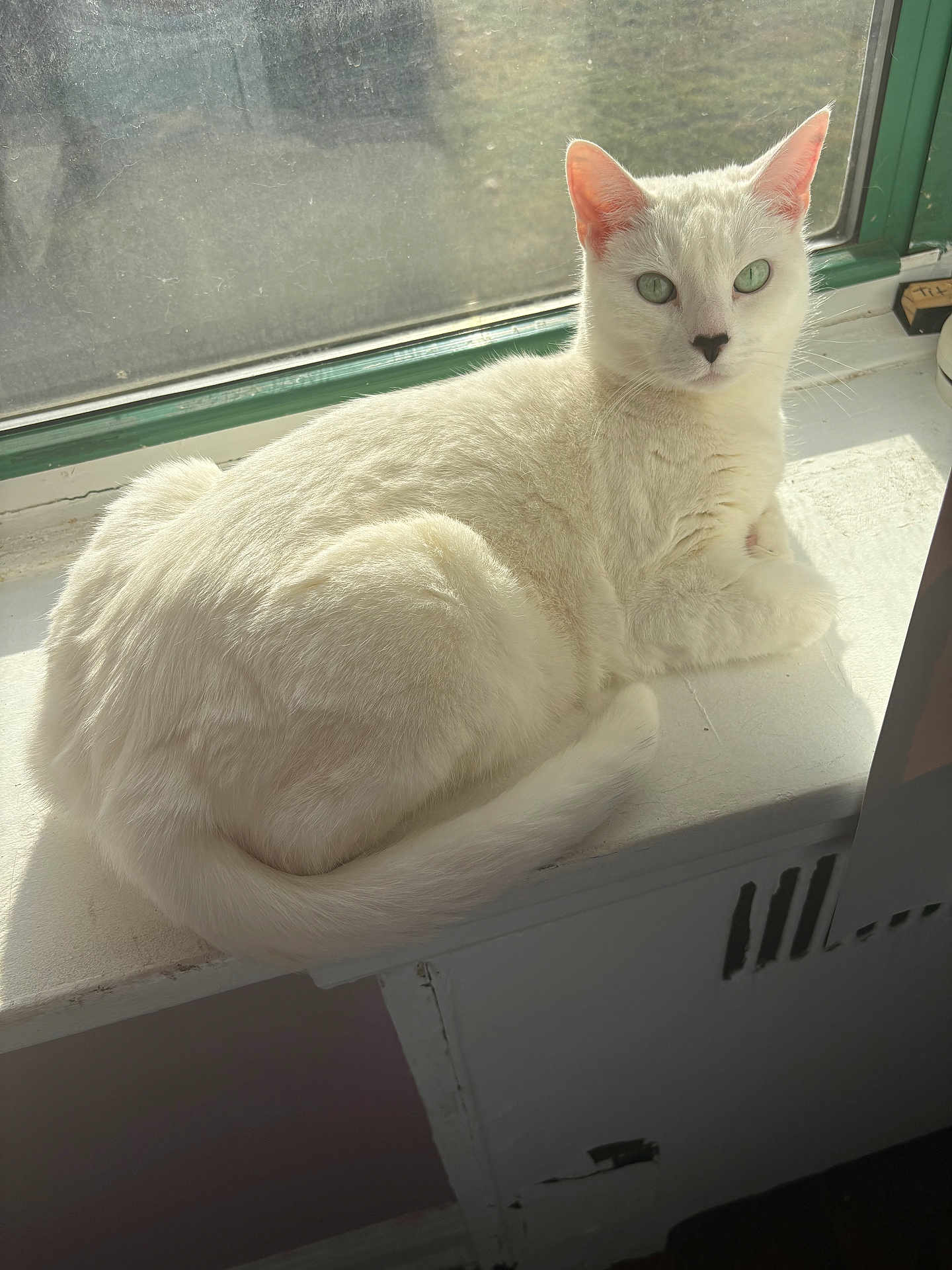 Mickey Bella joined the competition — help win amazing prizes! cat, white_cat, green_eyes, windowsill, sunlight, indoor, pet, feline, animal, resting, looking_at_camera, window, fur, domestic_cat, cute, relaxed, closeup, whiskers, tail, ears