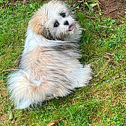 Estrella is registered to the contest to win money with this photo: puppy, dog, grass, outdoor, cute, fluffy, pet, animal, playful, tongue_out, nature, greenery, leaf, small_dog, fur, lying_down, looking_back, adorable, young_dog, canine