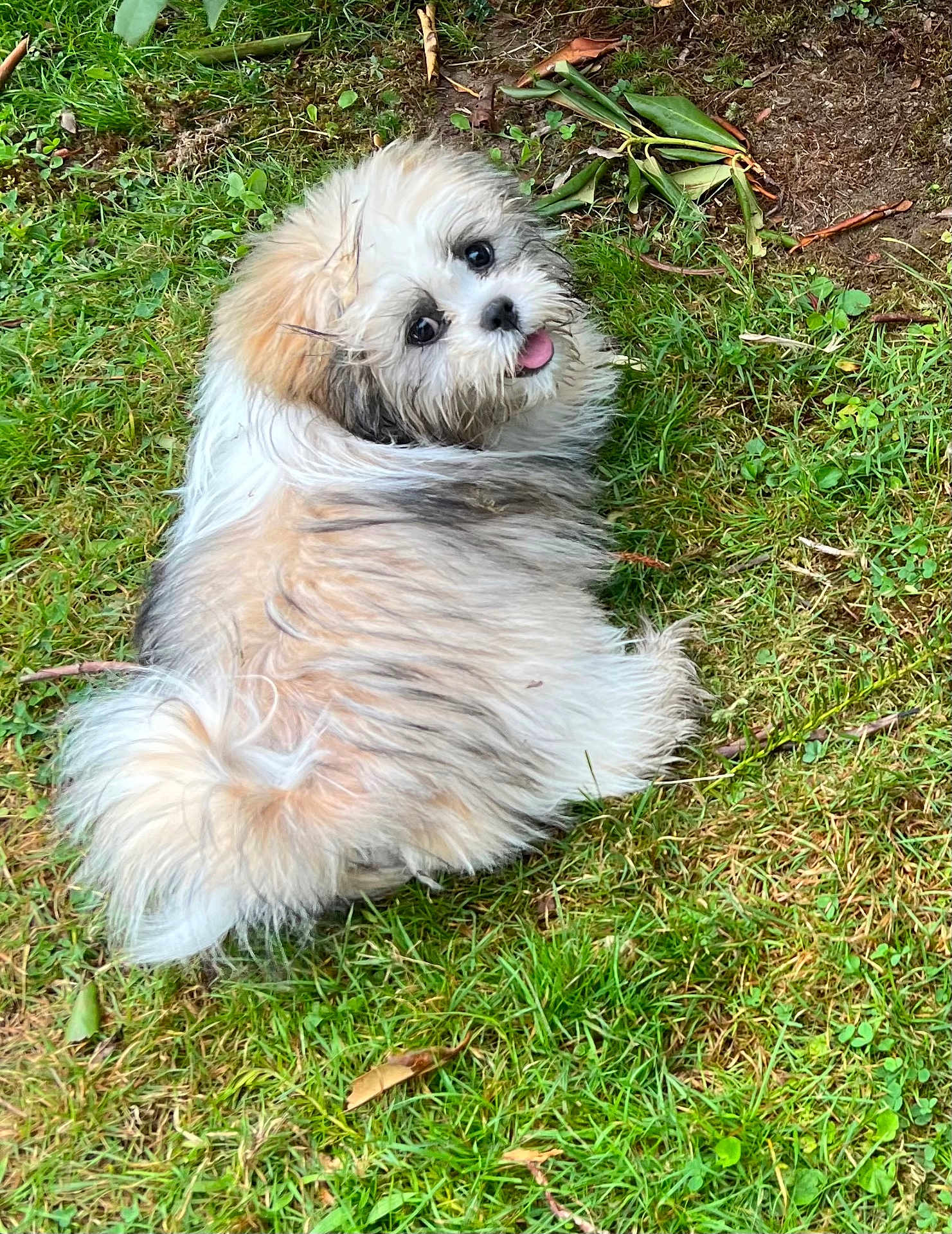 Estrella is registered to the contest to win money with this photo: puppy, dog, grass, outdoor, cute, fluffy, pet, animal, playful, tongue_out, nature, greenery, leaf, small_dog, fur, lying_down, looking_back, adorable, young_dog, canine