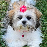 Estrella is registered to the contest to win money with this photo: adorable, animal, bell, black_fur, brown_fur, close_up, collar, cute, dog, flower_clip, fluffy, fur, grass, lying_down, nature, outdoor, pet, portrait, small_dog, white_fur