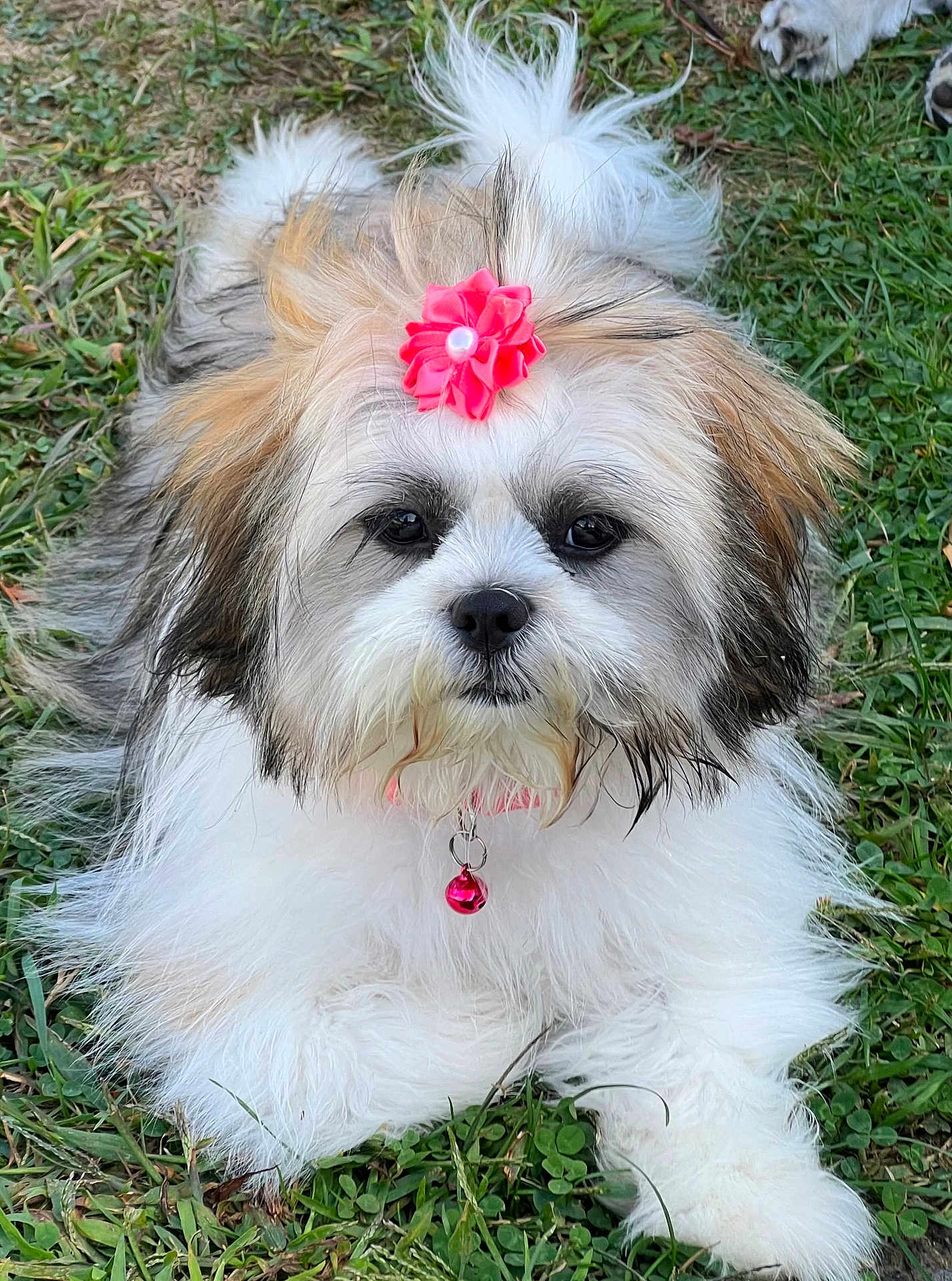 Estrella