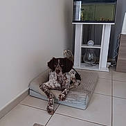 Olga a rejoint le concours — aidez-le/la à gagner de superbes lots ! dog, pet, bed, floor, tile, fish_tank, aquarium, stand, digital_clock, corner, indoor, resting, spot, fur, ears, animal, home, cozy, quiet, relaxed