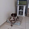 dog, pet, bed, floor, tile, fish_tank, aquarium, stand, digital_clock, corner, indoor, resting, spot, fur, ears, animal, home, cozy, quiet, relaxed