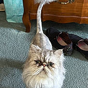 Prince joined the competition — help win amazing prizes! animal, carpet, cat, cute, domestic_cat, fluffy, furniture, grey_fur, indoor, long_whiskers, looking_up, pet, pink_nose, portrait, shaved, shoes, tag, tail_poof, white_fur, wooden_drawer