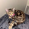 cat, kitten, tabby, pet, animal, fur, whiskers, collar, pink_collar, paw, cute, resting, indoor, blanket, soft_texture, gray_blanket, curious, young, feline, domestic_cat