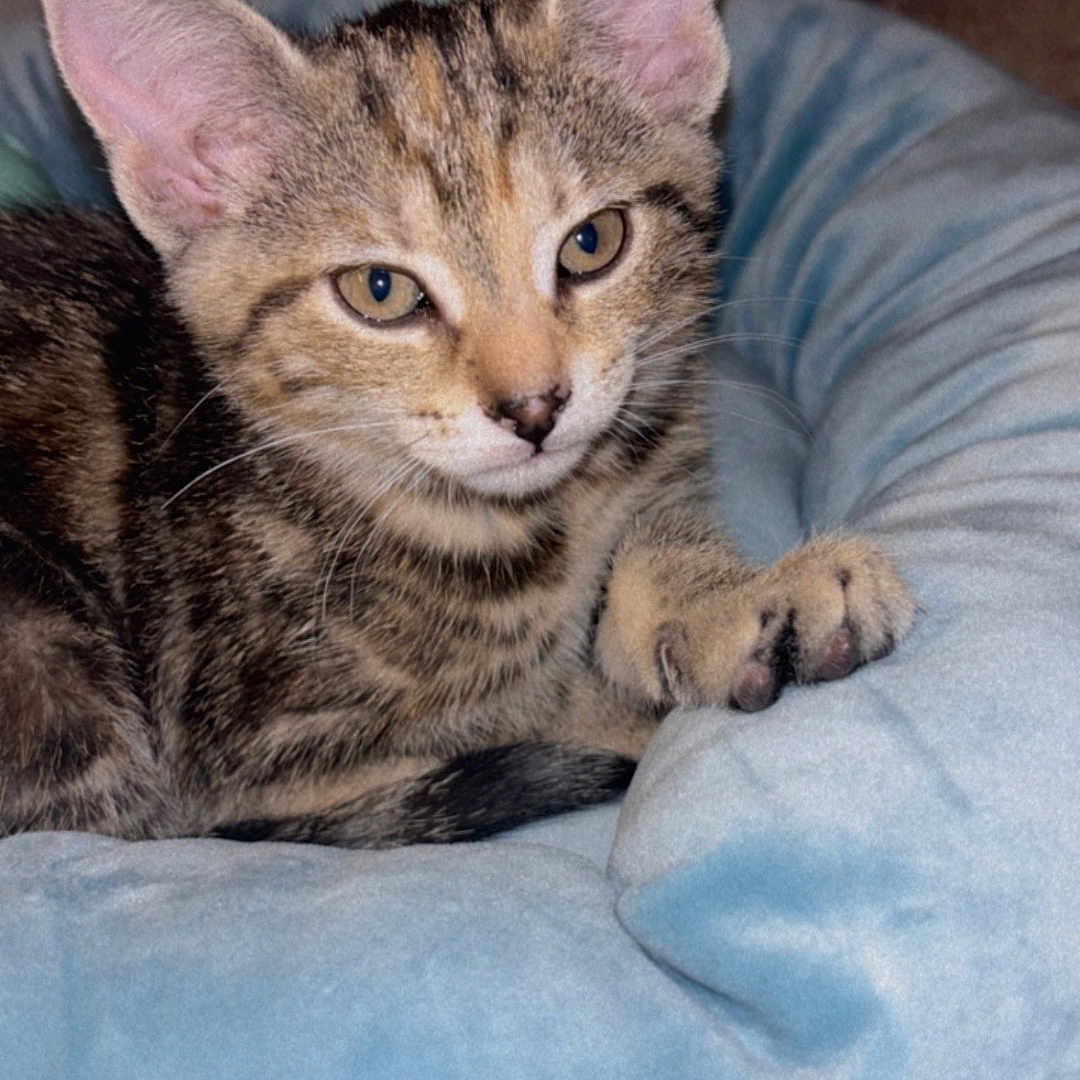 Pebbles