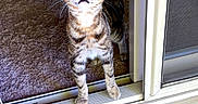 Pebbles joined the competition — help win amazing prizes! cat, tabby_cat, curious, wide_eyes, indoor, outdoor, doorway, threshold, carpet, porch, wooden_floor, pet, animal, feline, ears, whiskers, alert, standing, looking_up, expression