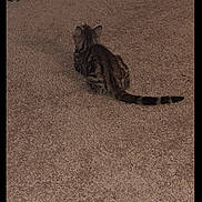 Pebbles is registered to the contest to win money with this photo: cat, tabby, carpet, floor, pet, animal, indoor, feline, striped, tail, sitting, back_view, date_stamp, brown, cozy, cute, domestic, quiet, calm, resting