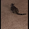 cat, tabby, carpet, floor, pet, animal, indoor, feline, striped, tail, sitting, back_view, date_stamp, brown, cozy, cute, domestic, quiet, calm, resting