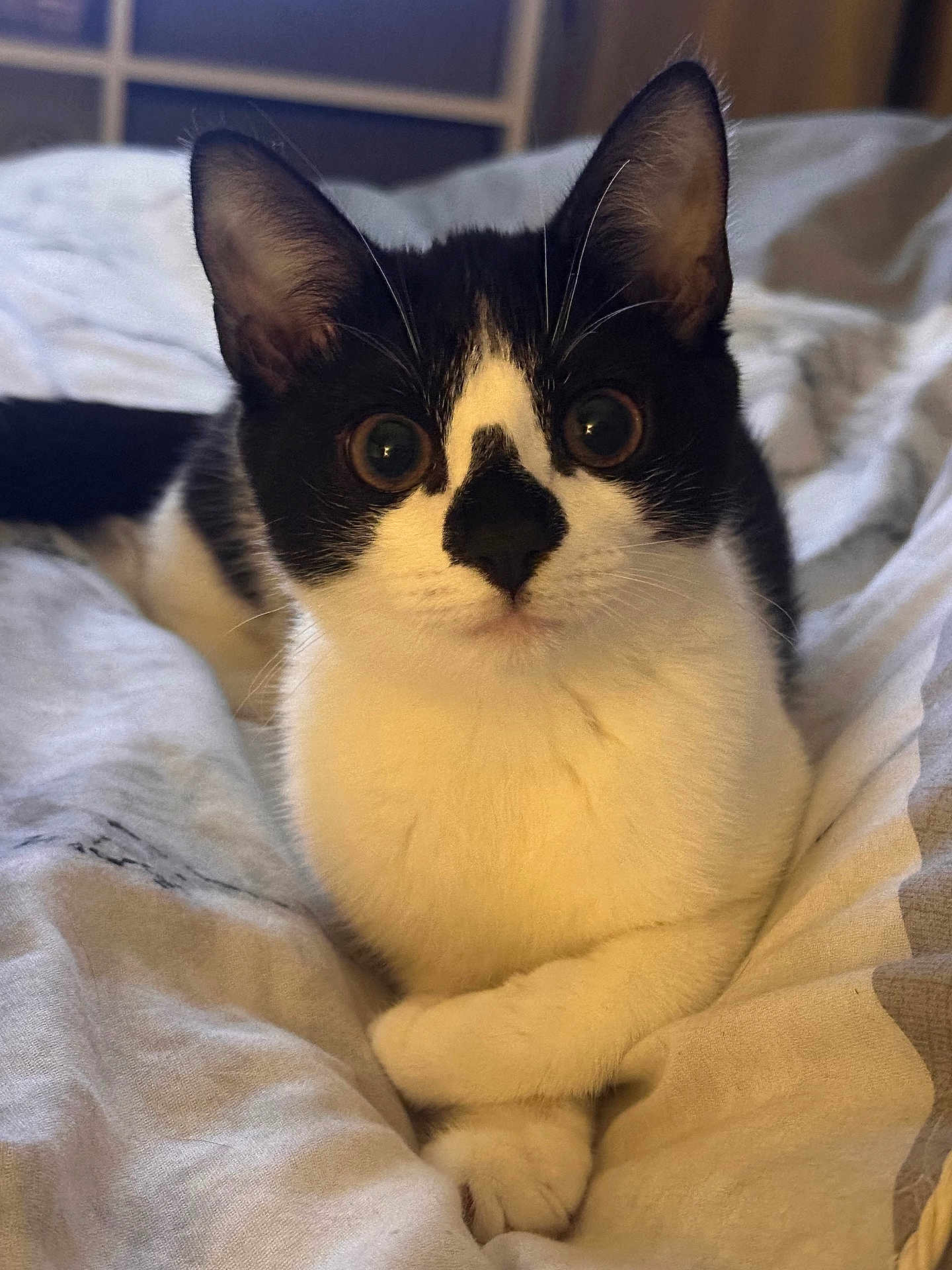 Bear is registered to the contest to win money with this photo: cat, black_and_white, pet, animal, bed, blanket, cozy, feline, paws, crossed_paws, indoor, closeup, curious_eyes, soft_lighting, portrait, domestic_cat, cute, whiskers, ears, relaxed