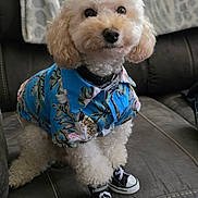 Rascal is registered to the contest to win money with this photo: dog, puppy, small_dog, white_fur, curly_fur, fluffy, portrait, pet, animal, sitting, couch, indoor, shirt, tropical_shirt, floral_pattern, blue_clothing, sneakers, dog_fashion, collar, cute