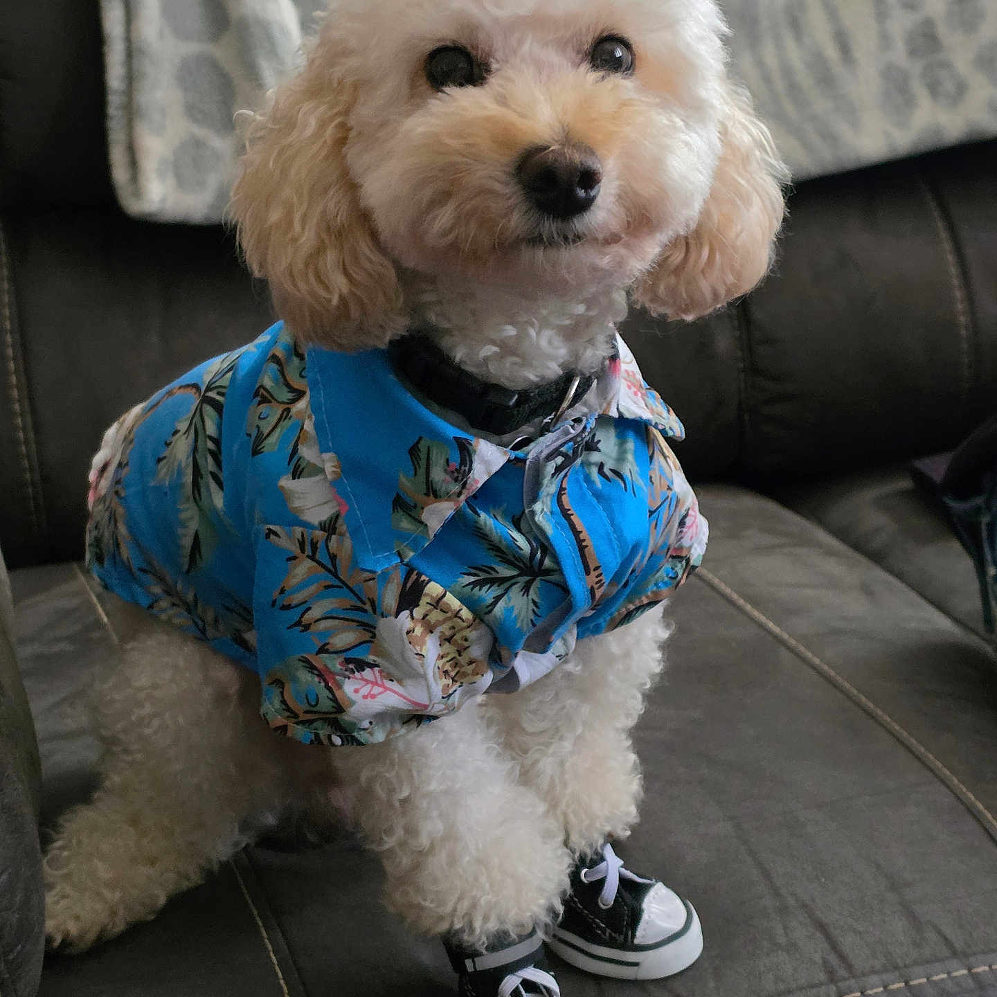 Rascal