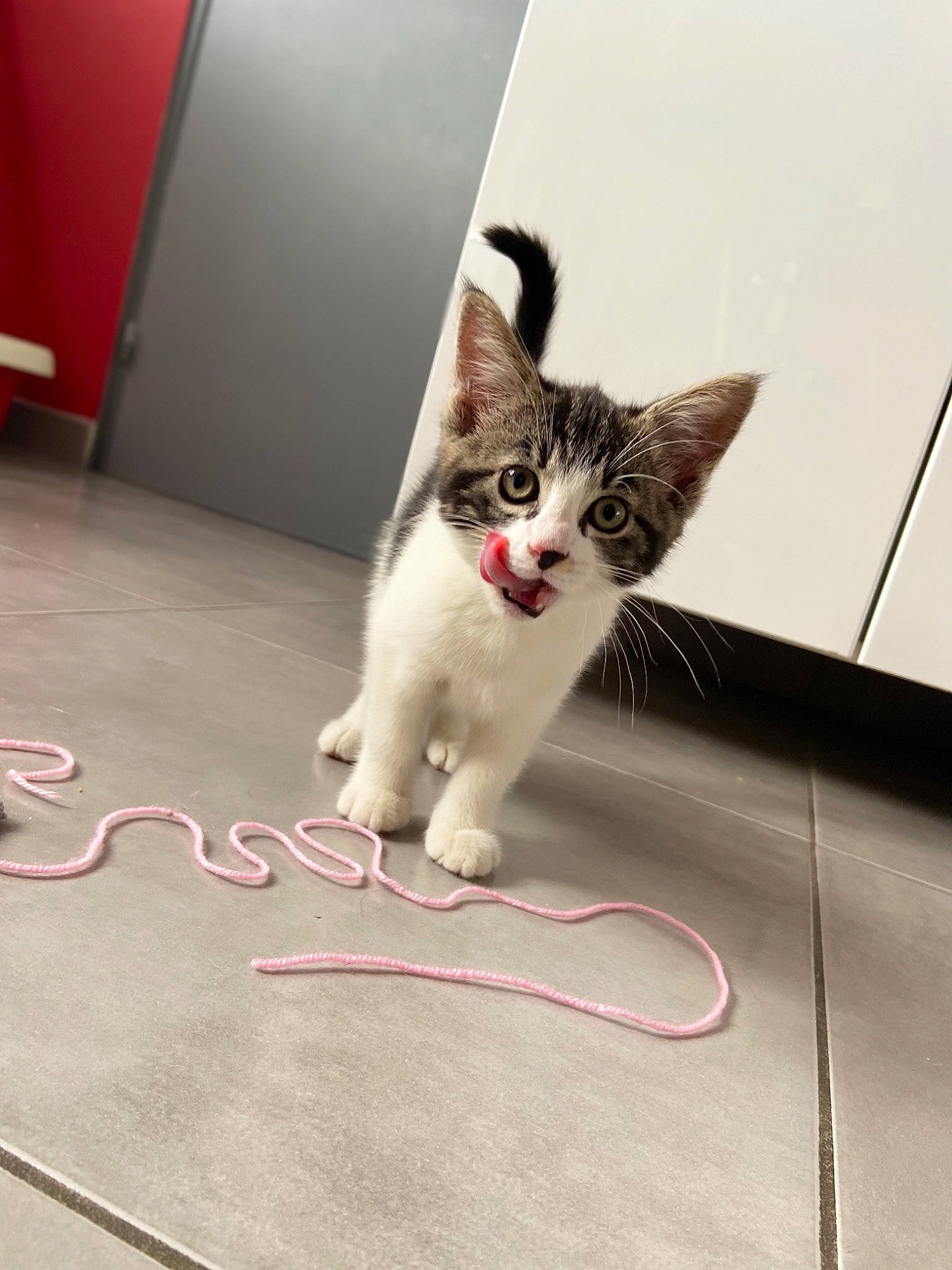 Oreo participe au concours pour gagner de l'argent avec cette photo : aegean_cat, carnivore, cat, domestic_short_haired_cat, ear, european_shorthair, felidae, floor, flooring, fur, kitten, mammal, polydactyl_cat, small_to_medium_sized_cats, tabby_cat, tail, whiskers