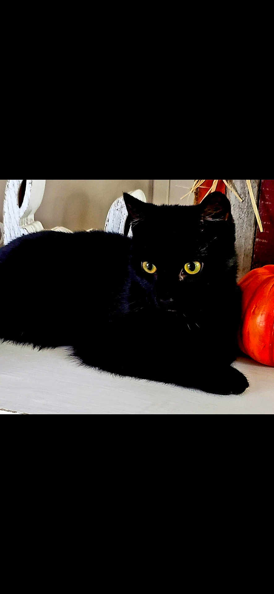 Jiji