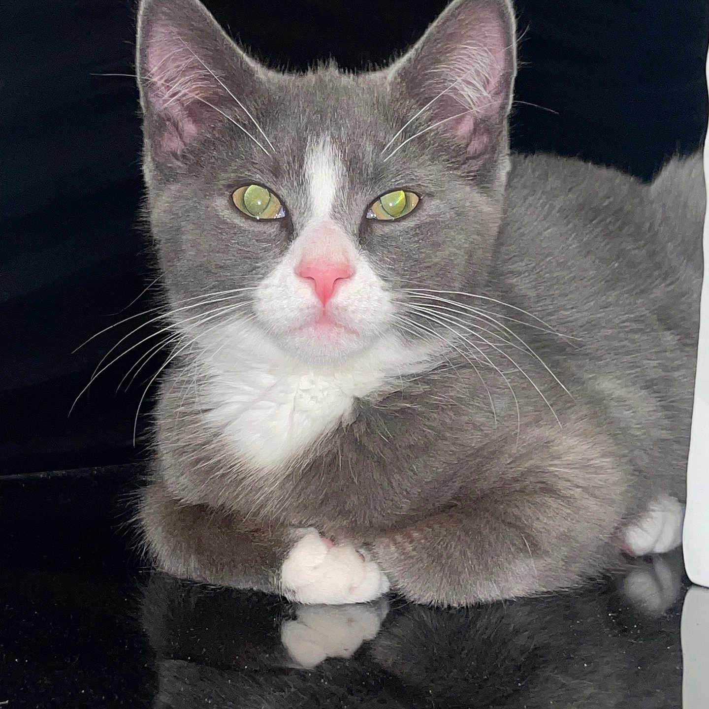Smokey joined the competition — help win amazing prizes! abyssinian, angora, animal, bodypart, cat, gray, kitten, manx, mouth, person, pet, siamese, snout