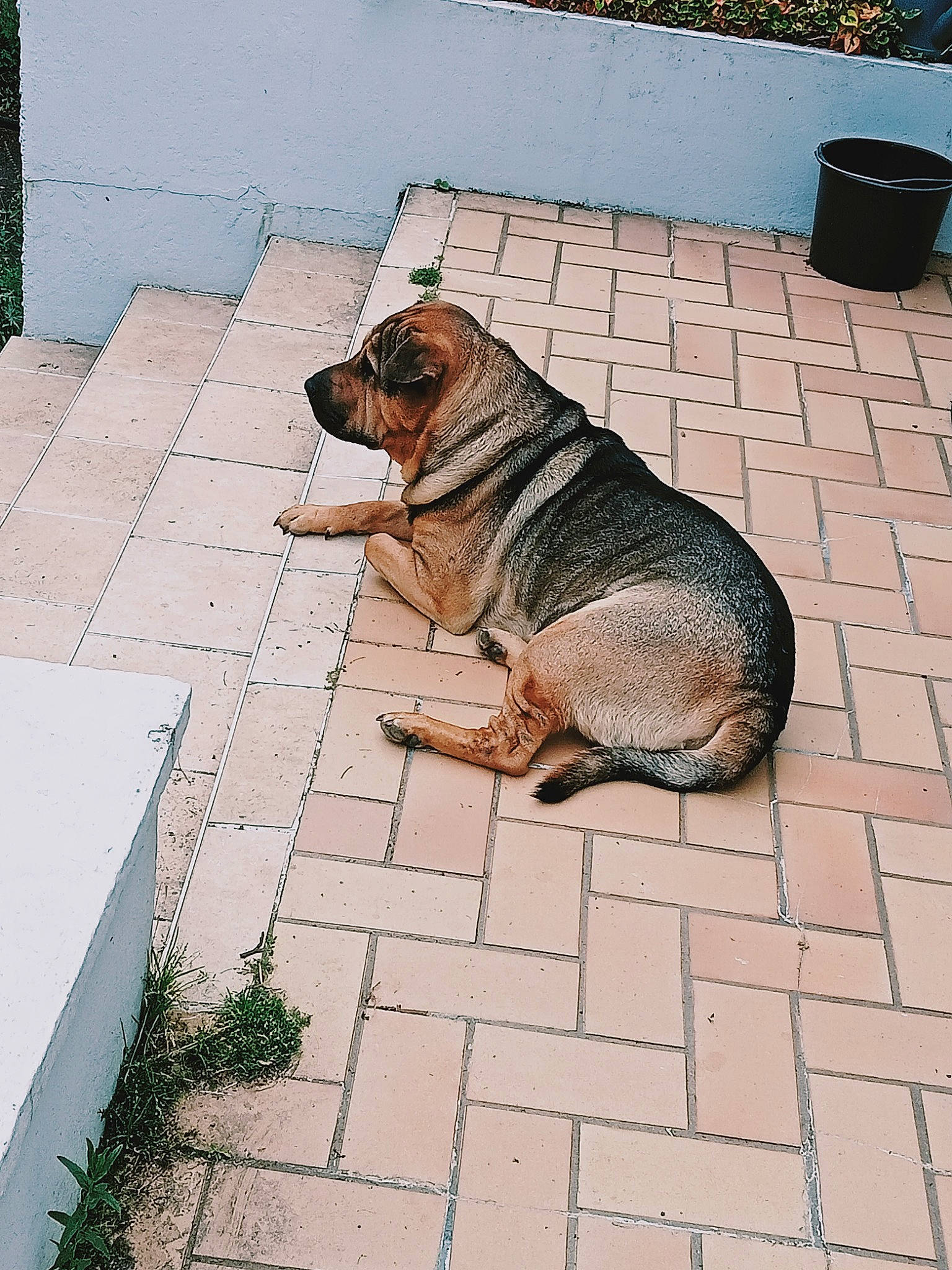 Narkos a rejoint le concours — aidez-le/la à gagner de superbes lots ! asphalt, brick, brickwork, carnivore, cobblestone, companion_dog, concrete, dog, dog_breed, dog_supply, fawn, flagstone, floor, flooring, gas, grass, road_surface, sidewalk, snout, working_animal