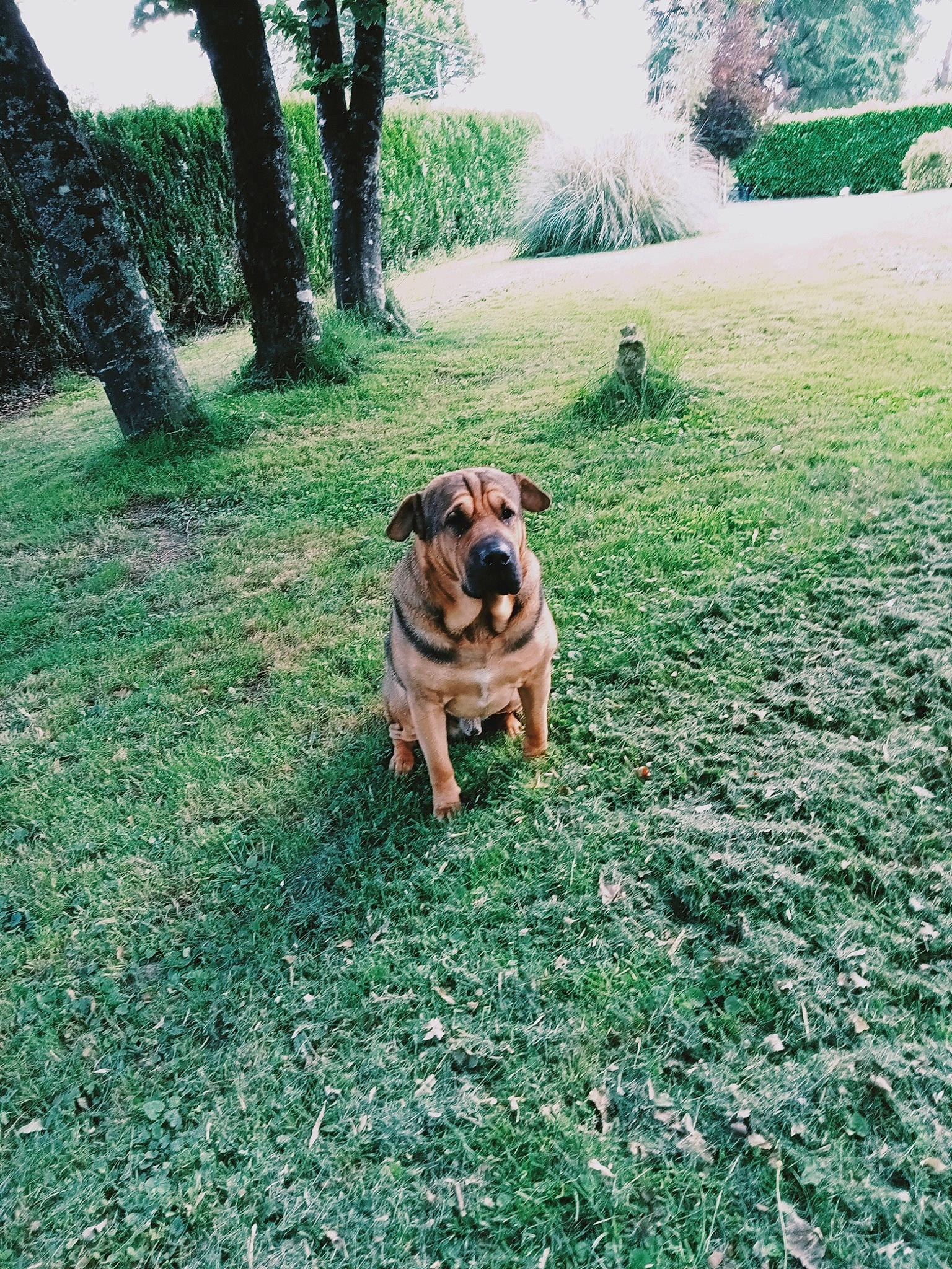 Narkos participe au concours pour gagner de l'argent avec cette photo : carnivore, companion_dog, dog, dog_breed, fawn, garden, grass, grassland, green, groundcover, landscape, landscaping, lawn, plant, soil, sporting_group, tail, tints_and_shades, tree, working_animal