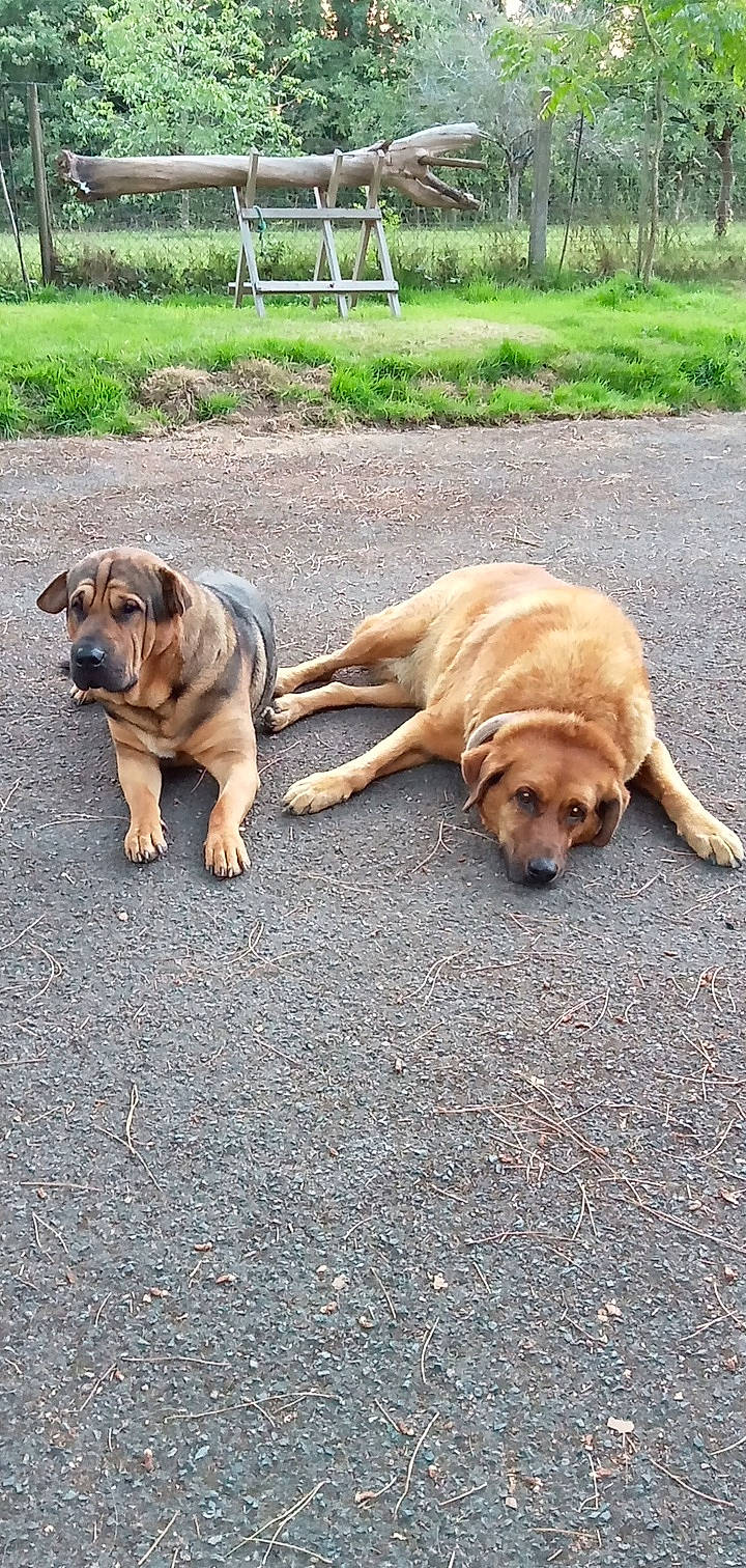 Narkos a rejoint le concours — aidez-le/la à gagner de superbes lots ! asphalt, carnivore, collar, companion_dog, dog, dog_breed, fawn, fence, grass, leash, plant, road_surface, snout, sporting_group, tail, terrestrial_animal, tree, working_animal, working_dog, wrinkle