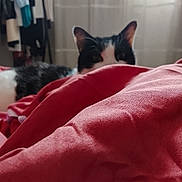 Alma a rejoint le concours — aidez-le/la à gagner de superbes lots ! animal, bed, bedroom, blanket, calico_cat, cat, cozy, curious, ears, fabric, face, furry, hiding, home, indoors, laundry, peeking, pet, portrait, red_blanket