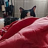 animal, bed, bedroom, blanket, calico_cat, cat, cozy, curious, ears, fabric, face, furry, hiding, home, indoors, laundry, peeking, pet, portrait, red_blanket