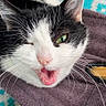 Alma a rejoint le concours — aidez-le/la à gagner de superbes lots ! black_and_white, blanket, cat, close_up, cute, feline, funny, fur, green_eye, indoor, lying_down, meowing, open_mouth, patterned_background, pink_nose, portrait, purple, rug, turquoise, whiskers