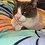 Smokey is registered to the contest to win money with this photo: cat, feline, pet, animal, gray_and_white, relaxed, indoor, blanket, cozy, fur, closeup, resting, cute, eyes, ears, whiskers, home, soft_texture, domestic, comfort