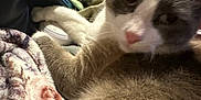 Smokey joined the competition — help win amazing prizes! cat, person, blanket, clothing, orange_hoodie, glasses, indoor, resting, fur, face, pink_nose, soft_texture, relaxation, home, cozy, pet, animal, blurred_background, close_up, casual