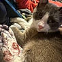 cat, person, blanket, clothing, orange_hoodie, glasses, indoor, resting, fur, face, pink_nose, soft_texture, relaxation, home, cozy, pet, animal, blurred_background, close_up, casual