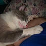 Smokey is registered to the contest to win money with this photo: cat, sleeping, pillow, floral, cuddle, pet, indoor, resting, cozy, feline, whiskers, paw, cute, animal, domestic, relaxation, soft, comfort, nap, closeup
