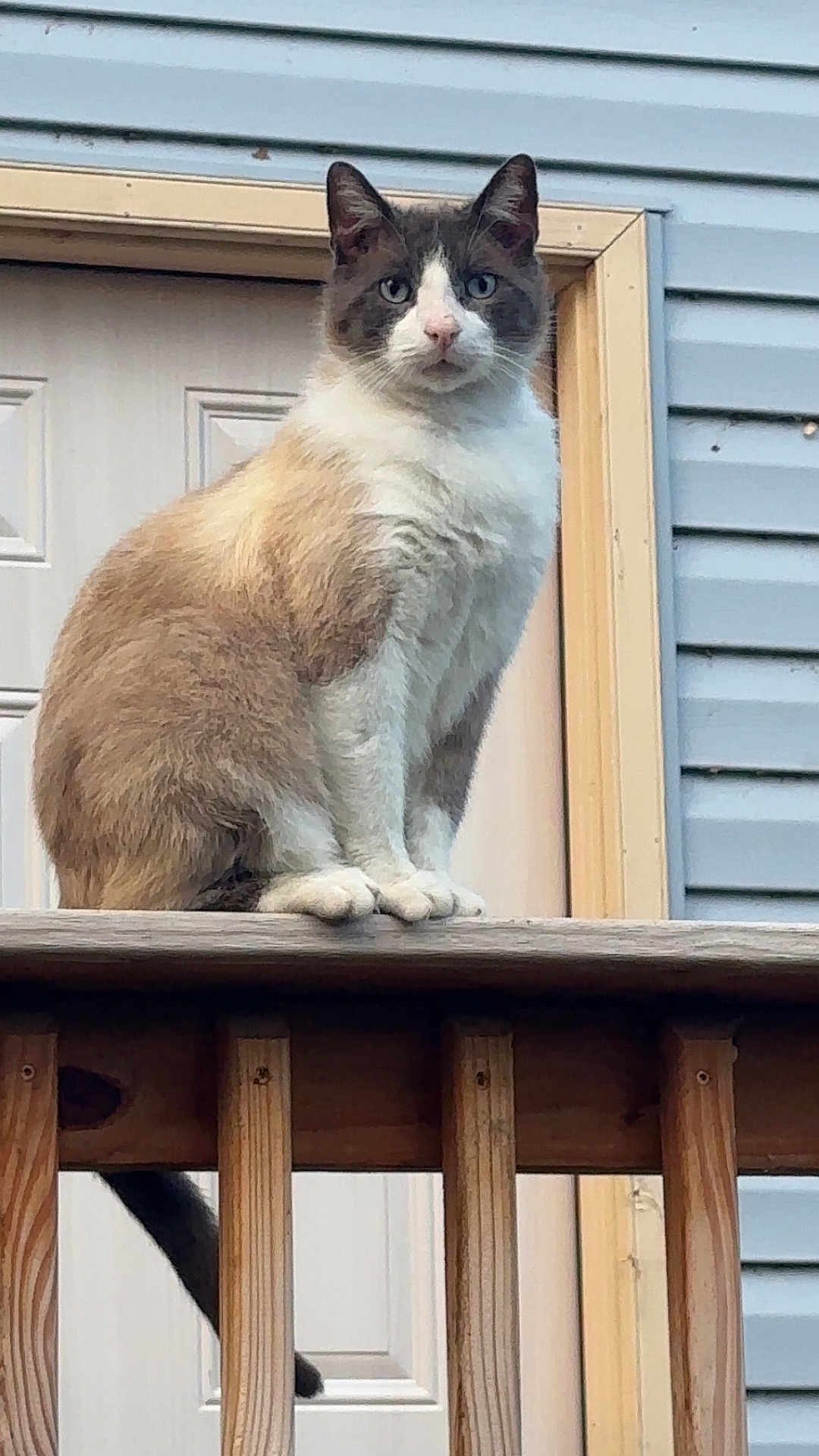 Smokey joined the competition — help win amazing prizes! cat, animal, pet, feline, outdoor, wooden_railing, door, house, fur, ears, whiskers, tail, blue_eyes, looking, sitting, portrait, domestic_animal, gray, white, brown