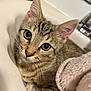 Simba is registered to the contest to win money with this photo: cat, kitten, tabby, sink, bathroom, fur, whiskers, ears, eyes, curious, cozy, towel, clothing, folded_clothes, indoor, pet, cute, close_up, domestic_animal, resting