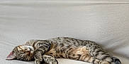 Simba joined the competition — help win amazing prizes! cat, tabby, sleeping, couch, indoor, resting, pet, feline, cozy, fur, animal, relaxation, beige, soft, comfort, peaceful, whiskers, tail, nap, domestic