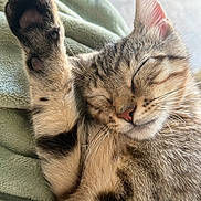 Simba joined the competition — help win amazing prizes! cat, tabby, sleeping, paw, fur, whiskers, nose, ear, blanket, cozy, relaxed, animal, pet, closeup, cute, feline, indoor, resting, soft, peaceful