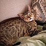 Simba is registered to the contest to win money with this photo: cat, tabby, sleeping, cozy, indoor, pet, feline, fur, blanket, pillow, texture, relaxed, cute, animal, resting, home, comfort, closeup, whiskers, nap