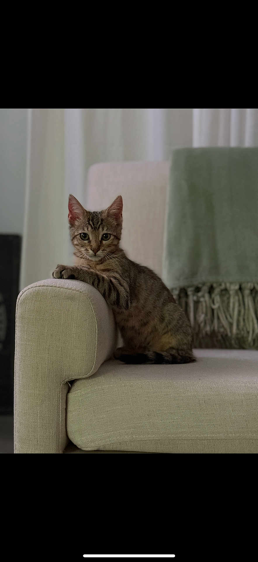 Simba