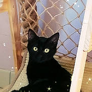 Abyss participe au concours pour gagner de l'argent avec cette photo : cat, black_cat, pet, indoor, feline, resting, woven_surface, netting, wooden_frame, sparkles, cute, animal, domestic_animal, relaxation, curious, eyes, ears, fur, cozy, quiet
