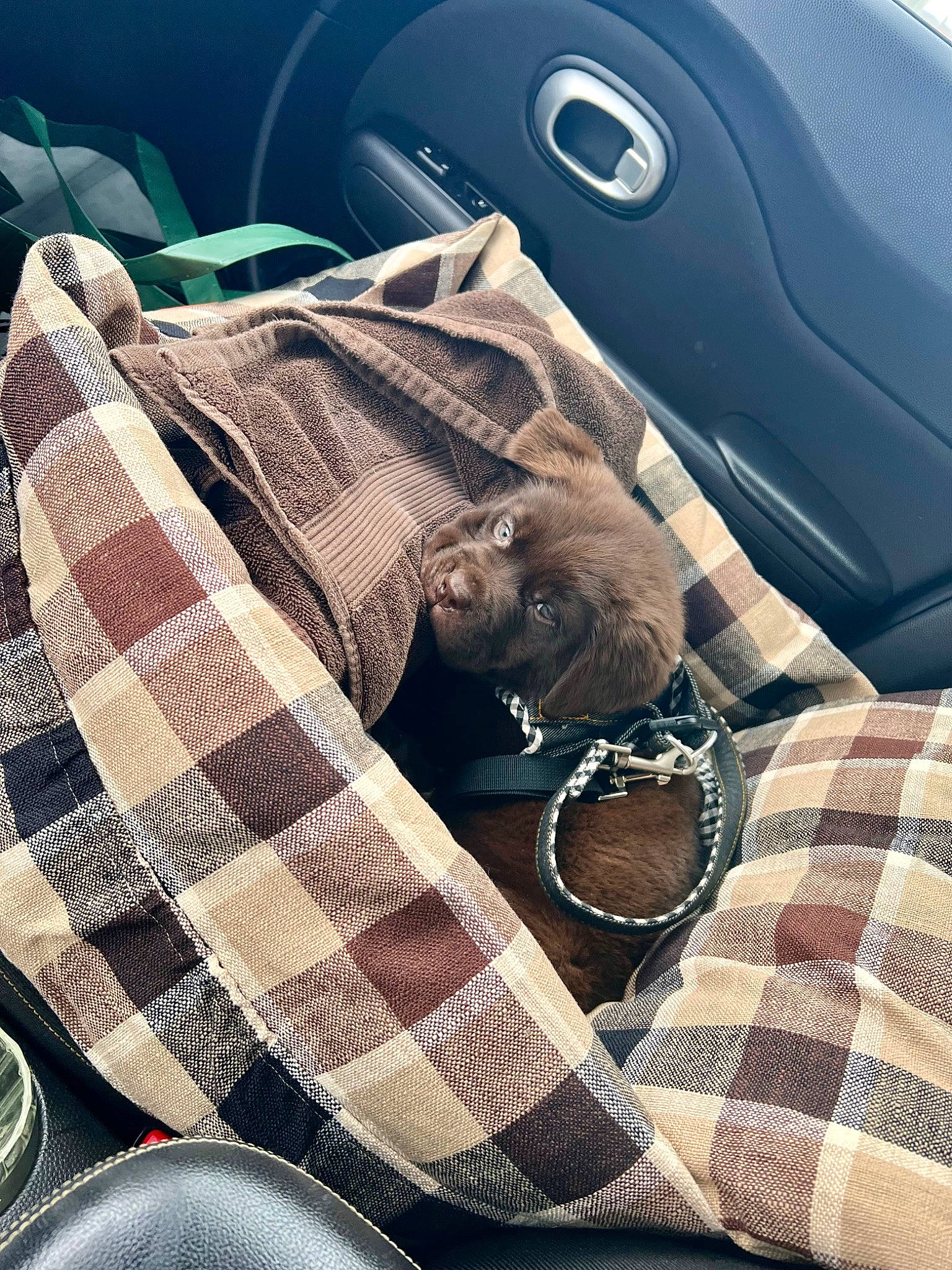 Oppie is registered to the contest to win money with this photo: automotive_design, automotive_tire, bag, car_seat, car_seat_cover, carnivore, comfort, couch, family_car, felidae, linens, luggage_and_bags, metal, motor_vehicle, pattern, personal_luxury_car, plaid, textile, tints_and_shades, vehicle_door