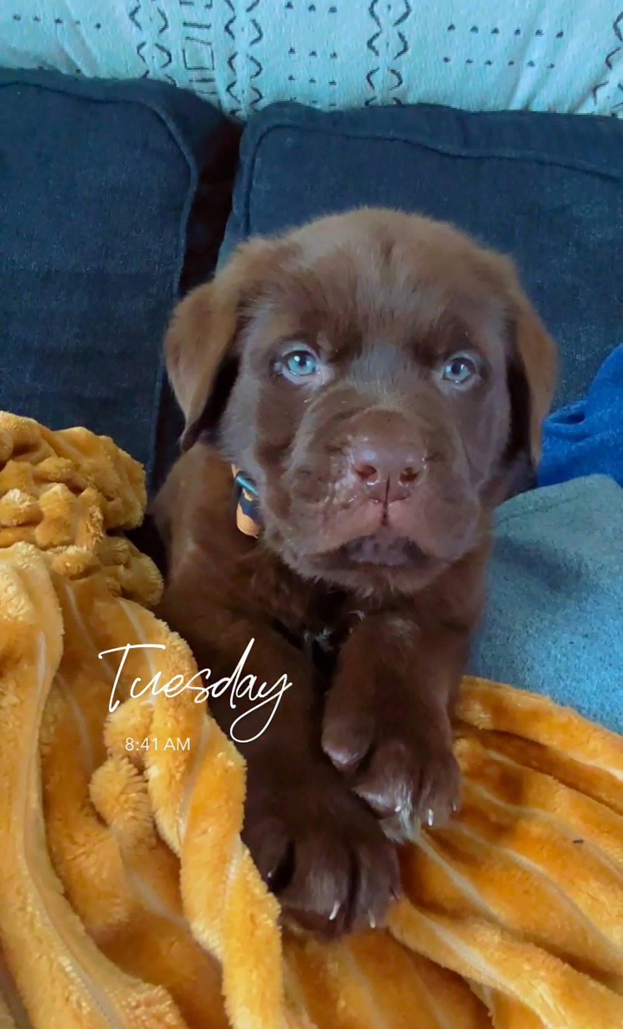 Oppie joined the competition — help win amazing prizes! canidae, carnivore, comfort_food, companion_dog, dog, dog_breed, dog_collar, fawn, food, fur, gun_dog, ingredient, junk_food, liver, produce, snout, sporting_group, whiskers, working_animal, wrinkle