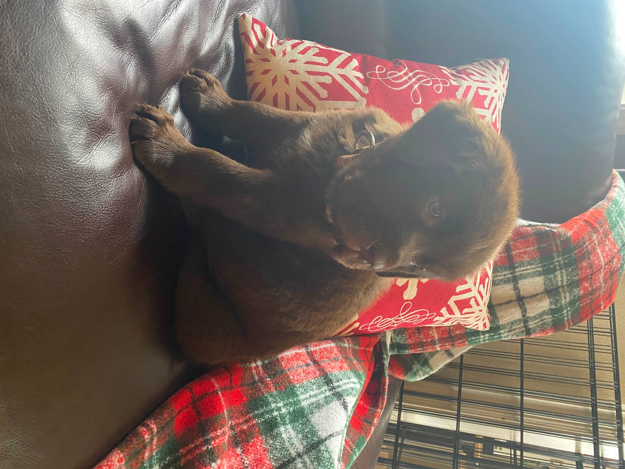 Oppie joined the competition — help win amazing prizes! beard, carnivore, comfort, companion_dog, couch, dog, dog_breed, domestic_short_haired_cat, ear, facial_hair, felidae, fur, linens, pattern, plaid, small_to_medium_sized_cats, tail, tartan, textile, whiskers