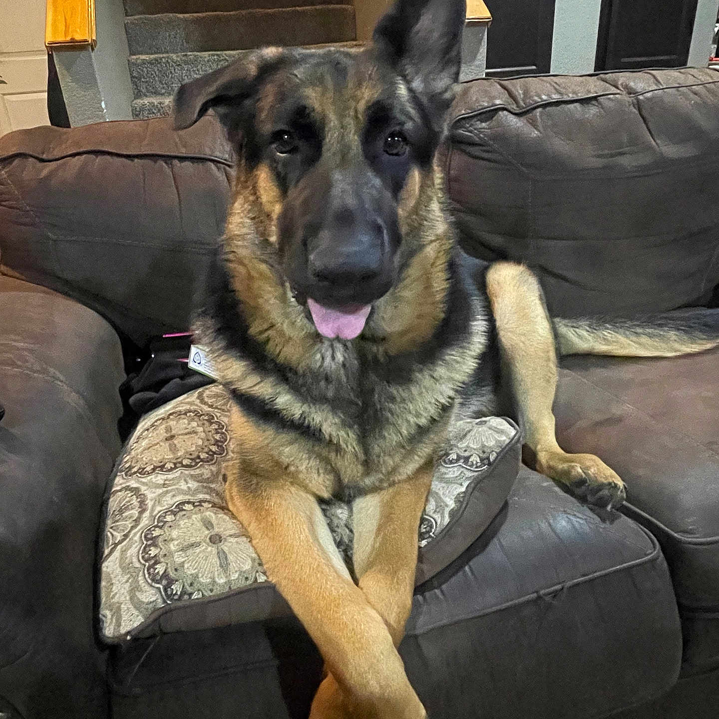 Bibble joined the competition — help win amazing prizes! animal, armchair, canine, chair, couch, cushion, dog, furniture, germanshepherd, homedecor, pet, policedog, puppy, snout