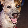 Ozzie is registered to the contest to win money with this photo: animal, blanket, brown, canine, close_up, dog, ears, expression, eyes, fur, happy, indoor, mouth, nose, pet, portrait, sitting, smiling, teeth, white