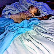 Ozzie joined the competition — help win amazing prizes! animal, bed, blanket, blue_blanket, canine, comfort, cozy, dog, domestic, fur, furniture, indoors, nap, peaceful, pet, quiet, relaxation, resting, sleeping, white_blanket