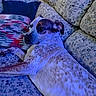 Ozzie joined the competition — help win amazing prizes! animal, blue_light, comfort, couch, cozy, cute, dog, domestic, floral_pattern, fur, home, indoor, laying_down, looking_back, pet, pillow, relaxed, resting, soft, spotted