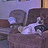 armchair, blanket, brown, cabinet, canine, carpet, cozy, cushion, decor, dog, furniture, household, indoor, living_room, pet, pillow, relaxed, spotted, white, wooden