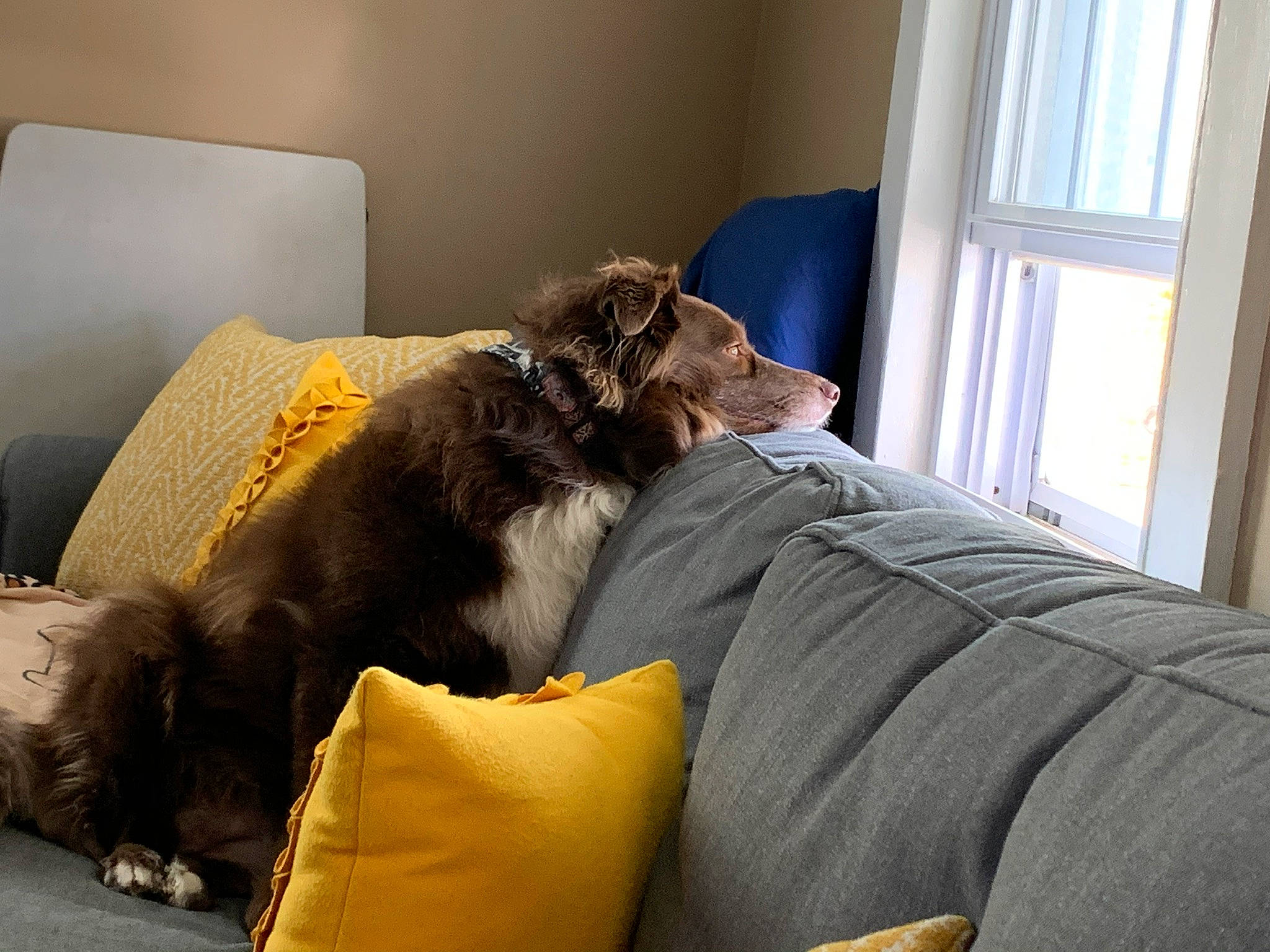 Heidi joined the competition — help win amazing prizes! carnivore, comfort, companion_dog, couch, curtain, dog, dog_breed, dog_supply, fawn, felidae, flooring, fur, hardwood, linens, liver, sporting_group, studio_couch, toy_dog, window, working_animal