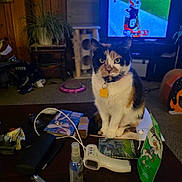 Trinity joined the competition — help win amazing prizes! calico, carpet, cat, cat_collar, cat_tag, cat_toys, coffee_table, curtains, furniture, household_items, indoor, living_room, notebook, pen, plant, remote_control, sports, spray_bottle, television, window